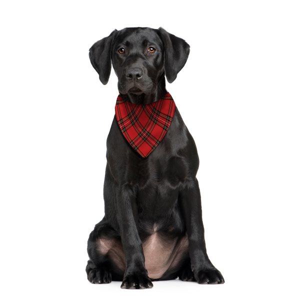 Red Tartan - Dog Bandana - 4 Sizes Sale