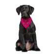 Pet Face Pattern - Custom Any Colour - Personalised Dog Bandana - 4 Sizes For Sale